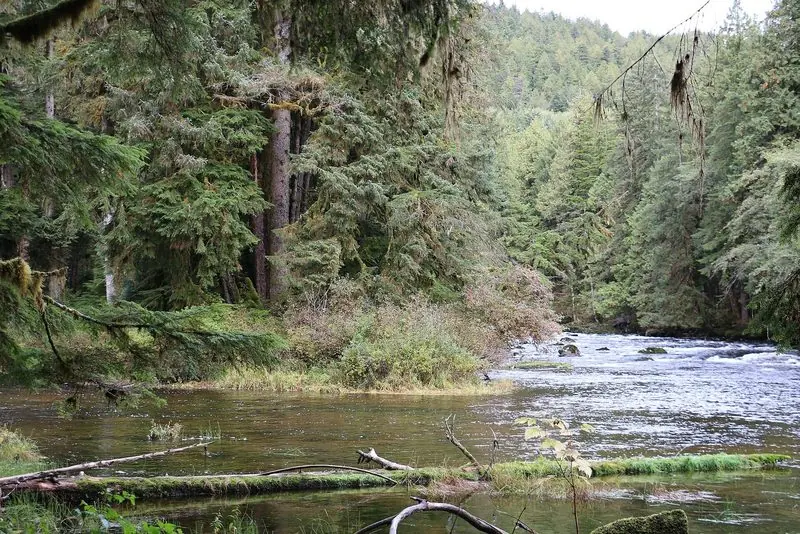 Old growth spruce crowds a fast river on the British Columbia coast, with deadfall lying across the shallows.