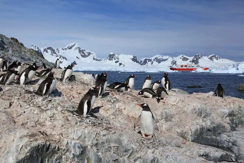 Gentoos nest on bare rock above a landing while a ship lies at anchor across the bay under snow covered peaks.