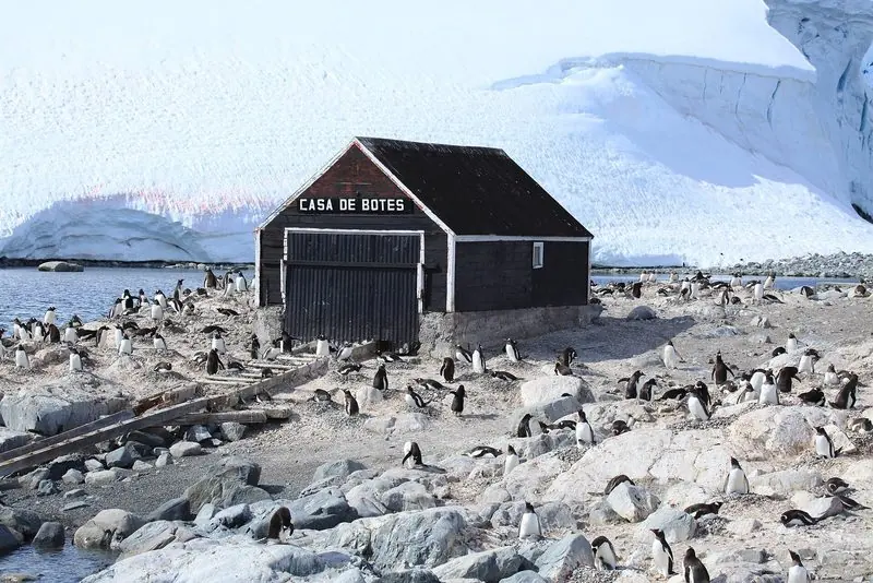 Painted black and white, an old boat house stands among the nesting birds at a shore station with the glacier wall rising behind it.