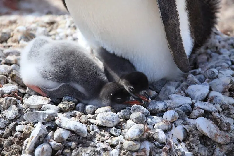 Two chicks shelter against an adult on a nest built from worn pebbles.