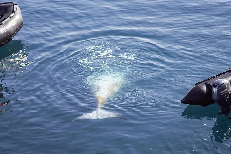 A whale rolls up between two tenders lying off, its pale flank and flukes showing just under a glassy surface.