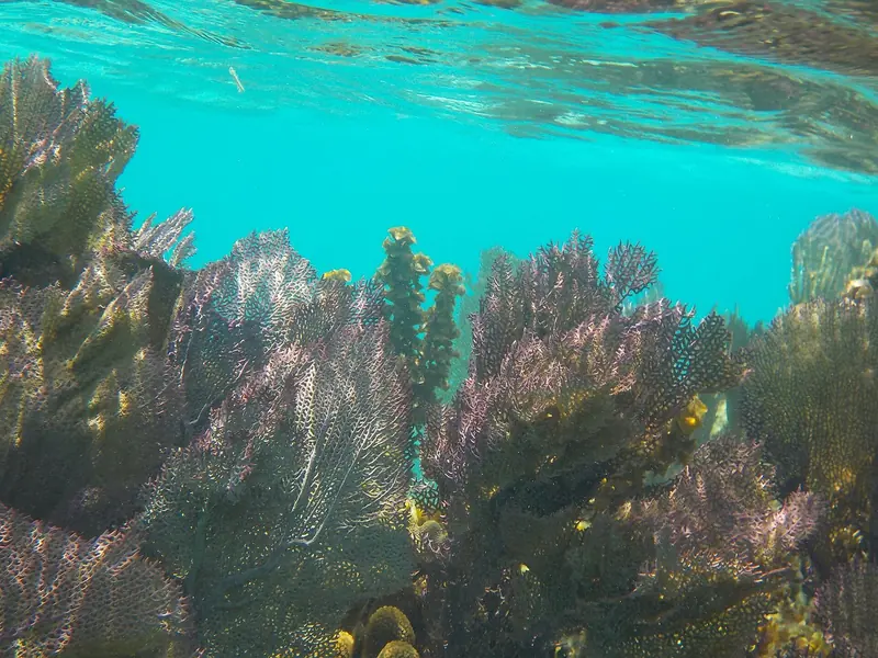Sea fans and soft coral crowd a shallow stretch of the Belize Barrier Reef, the second-largest reef system after Australia's Great Barrier Reef.