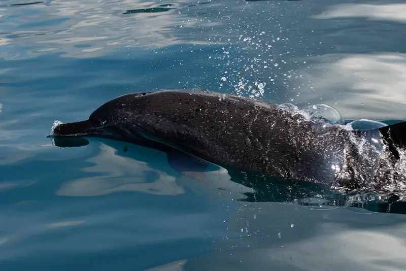 A pantropical spotted dolphin porpoises through Golfo Dulce, one of only a handful of tropical fjords in the world and a seasonal nursery for humpback whales.