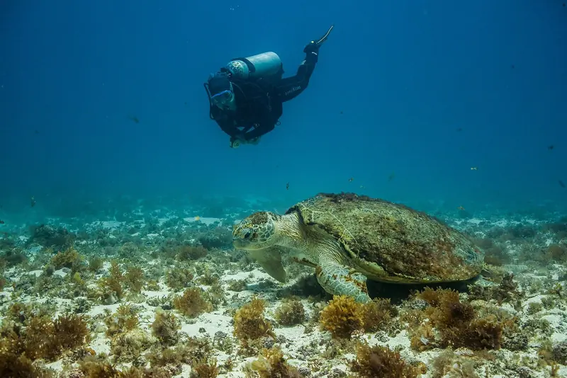 A diver alongside a sea turtle over the reef at the Fernando de Noronha Marine National Park, the protected ground Fundacao Projeto Tamar has worked since 1984.