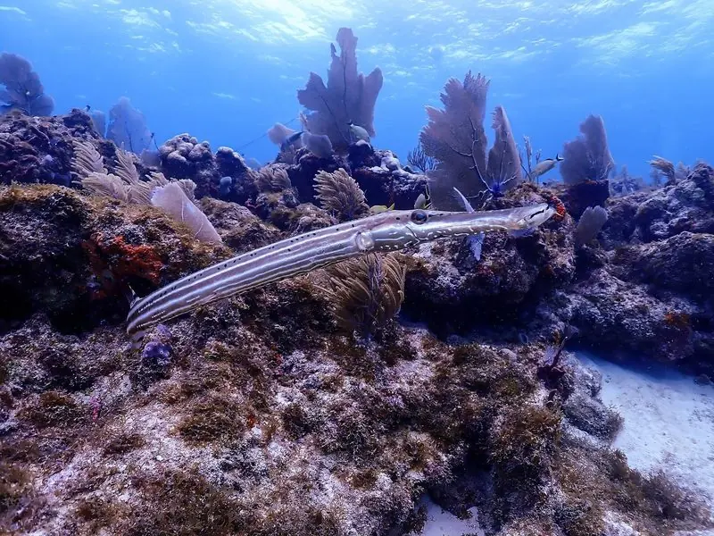 Sea fans and coral cover the rock off Islamorada, where a trumpetfish hangs over the reef in clear blue water.