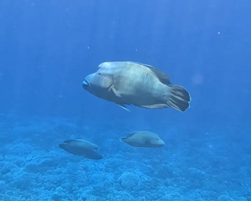A large wrasse cruises over a coral floor in open blue with two more of its kind holding below it.