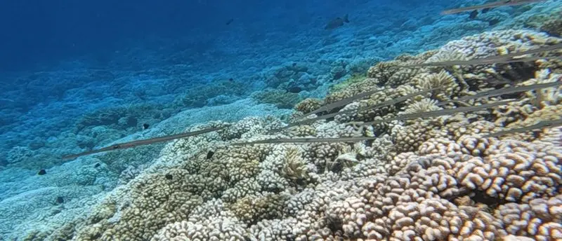 Hard coral covers the slope from the shallows down into deep water, cornetfish hanging motionless just above the heads.