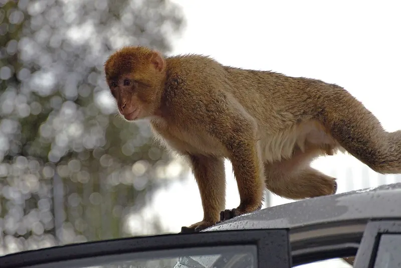 A Barbary macaque on the Rock, the only wild monkey population in Europe and the reason the Upper Rock is a genuine day ashore.
