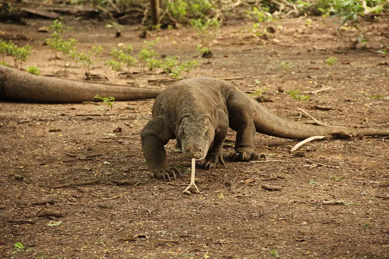 A wild Komodo dragon on Komodo Island itself, inside the national park where rangers require a spear-carrying guide on every walk.