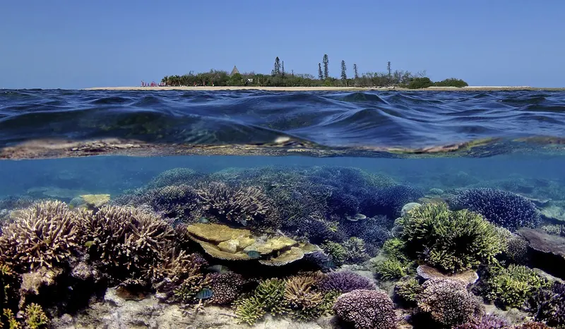 Hard coral just below the surface off the barrier reef, with the Amedee lighthouse visible on the horizon beyond.