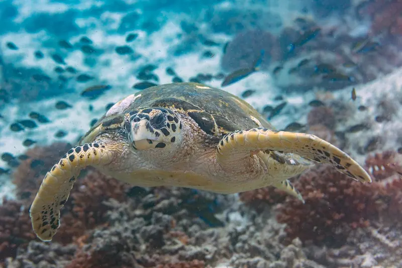 A turtle over reef in Omani water. Landing at the Daymaniyat Islands is restricted during the nesting season and access is regulated.