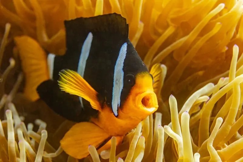 Anemonefish on a reef off the Omani coast, where the best coral in the north is inside the protected Daymaniyat group.