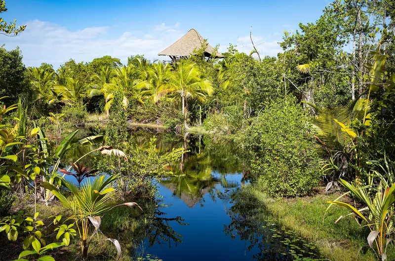Rainforest and still water beside the canal, the setting of a marina that side ties 98 metres inside a national park.