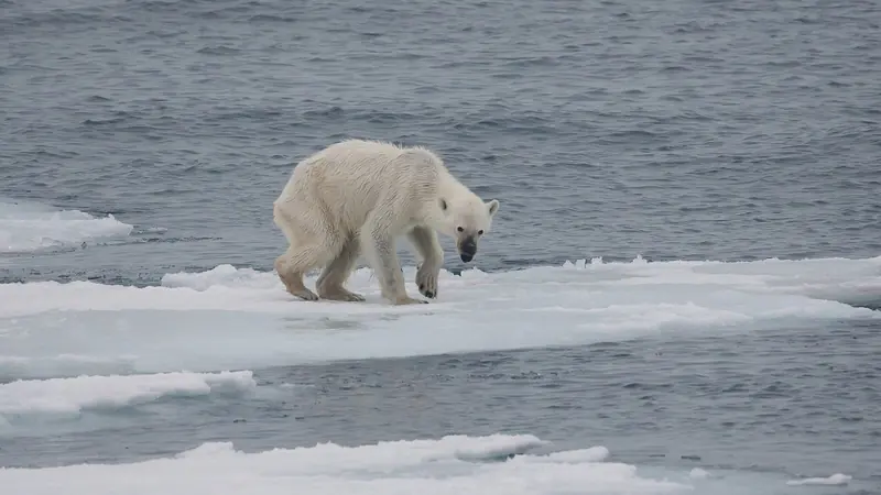 A polar bear on the sea ice. Since January 2025 a vessel must keep 500 metres away from March to June and 300 metres for the rest of the year.