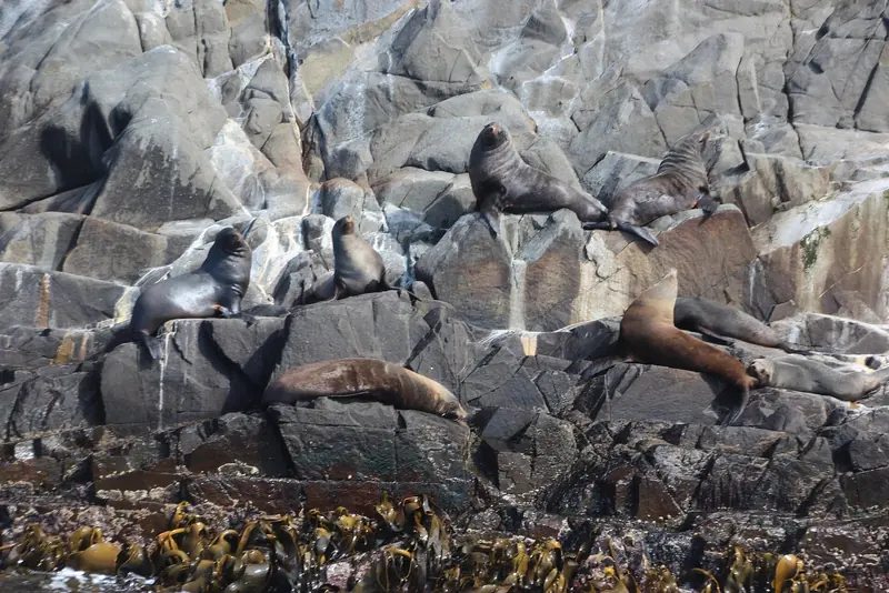 A fur seal colony at The Friars off Bruny Island, one of the wildlife stops a Channel cruise builds a day around.
