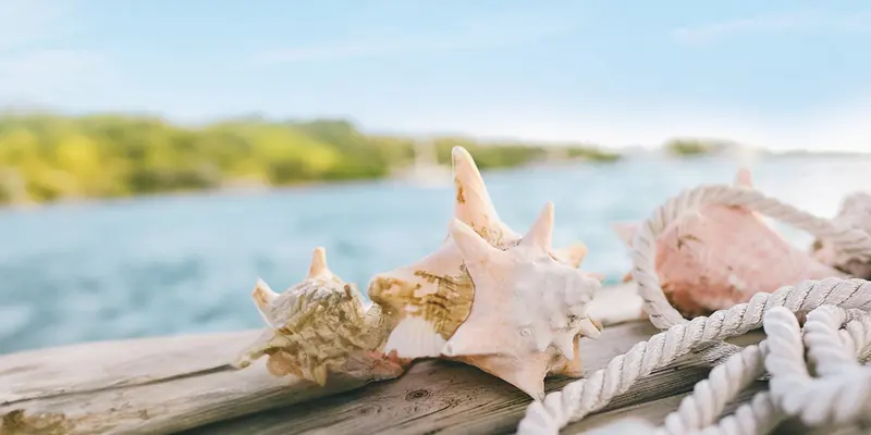 Queen conch shells along a weathered dock rail beside a coil of rope. Conch is both the staple dish ashore and a regulated fishery, and taking one inside the park boundary is prohibited outright.