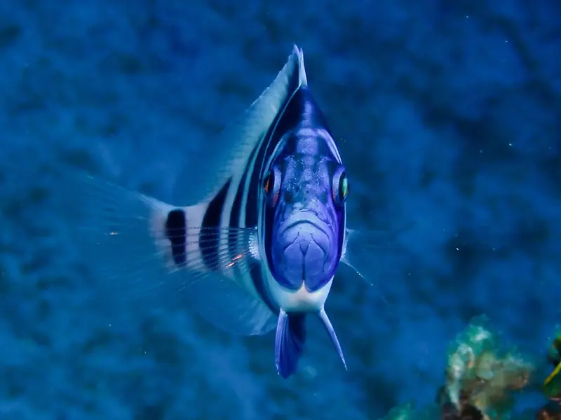 A reef fish in Cayman waters, the kind of close encounter that built the island's reputation as a diving destination.