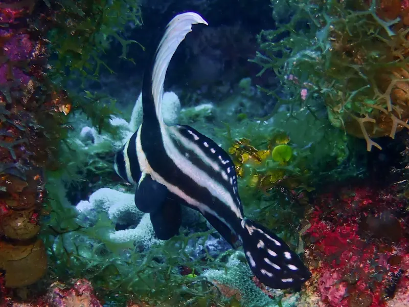A spotted drum sheltering in the reef off the Cayman Islands, one of the smaller, stranger residents divers come here to find.