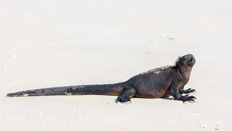 A marine iguana, found nowhere else on Earth, hauled out at Las Bachas on Santa Cruz.