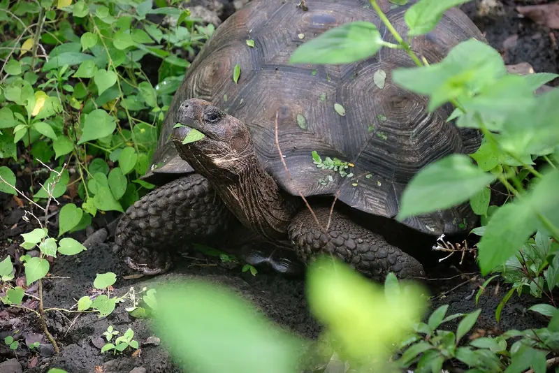 A Galapagos giant tortoise grazing. Every landing to see one in the wild requires a licensed naturalist guide aboard.