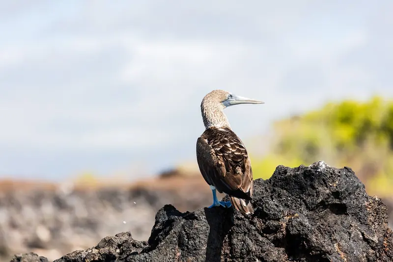 A blue-footed booby at Las Bachas. The birds show no fear of people, a legacy of the islands having no native land predators.