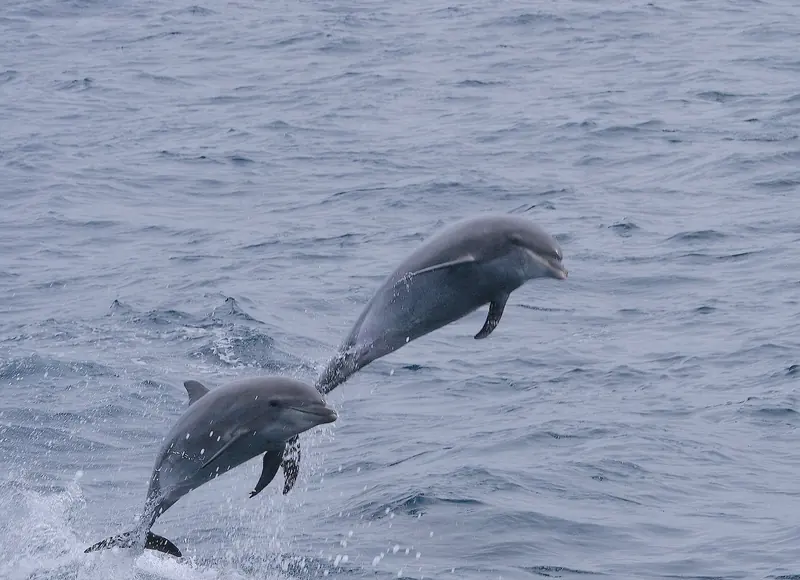 Bottlenose dolphins off the Galapagos, a common escort for a yacht moving between islands.