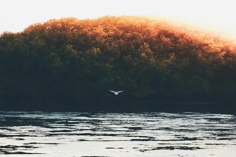 First light catches the tree canopy of an island in Addu, a white tern crossing the dark water of the reef flat below.