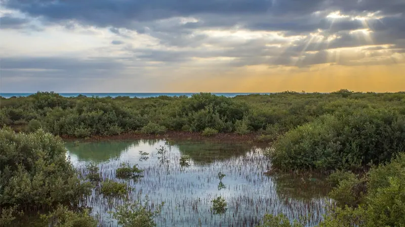 Mangrove and shallow lagoon on the Red Sea coast, the habitat that runs behind much of the fringing reef.