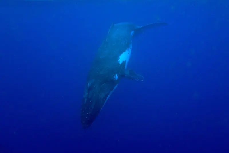 A humpback whale turns beneath a swimmer in Vava'u waters, the July to October season that draws visitors to one of the few places in the world licensed for the encounter.