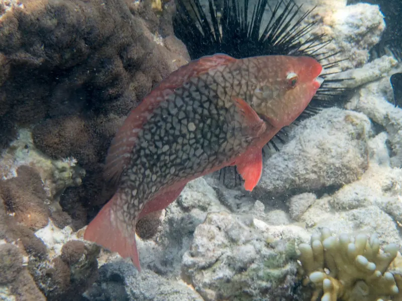 A redlip parrotfish works a coral head off Mnemba Island, the reef that draws divers and snorkellers to the marine conservation area.