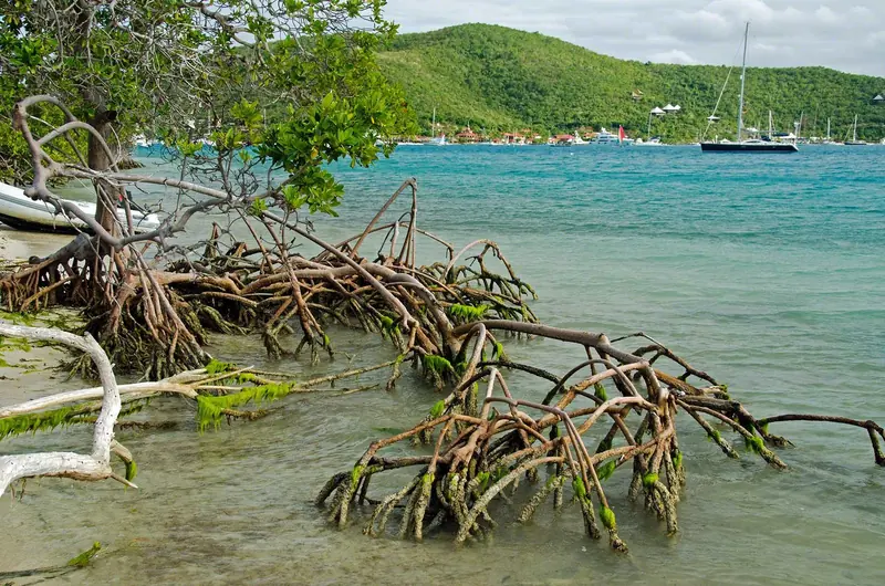 Mangroves on Prickly Pear Island, one of the small islands that helps enclose North Sound. This is the shallow, sheltered edge of the same water the marina's moorings sit in.