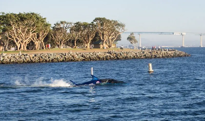 Rolled onto its side, a Seabreacher passes a channel buoy inside the breakwater at San Diego.