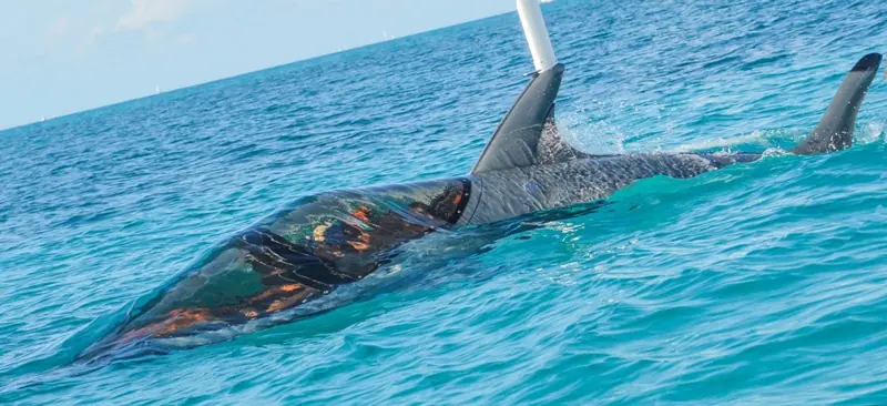 An orca-liveried Seabreacher cruises just under the surface of turquoise water, another craft's dorsal fin trailing behind it.